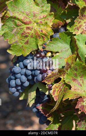 Trauben bereit für die Lese im September auf Reben im südlichen französisch Weinberg, Frankreich, EU Stockfoto