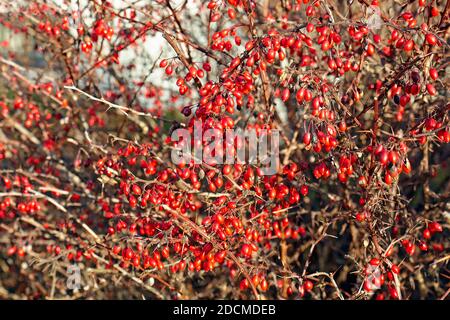 Die leuchtend roten Beeren auf der Weißdornhecke auf der Natur Trail in schweden Stockfoto