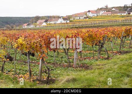 Orange, rote & gelbe Blätter auf Weinreben im Herbst und Weinkeller auf der Mittelberg Kellergasse, ein beliebtes Ausflugsziel bei Weinliebhabern, Niederösterreich Stockfoto