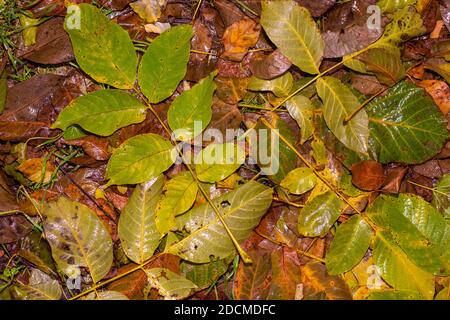 Nasse gelbe und orange Blätter liegen nach Regen an einem Herbsttag auf dem Boden, Hintergrund, Textur, Ort für Text. Stockfoto