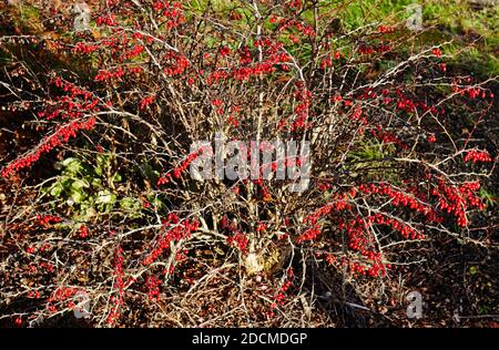 Die leuchtend roten Beeren auf der Weißdornhecke auf der Natur Trail in schweden Stockfoto