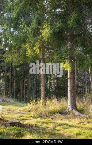 Herbst Sonnenuntergang wirft Flecken von Licht und Schatten auf ein Der Wald der kultivierten Tannen und der grasbewachsenen Lichtung innen Niederösterreich Stockfoto