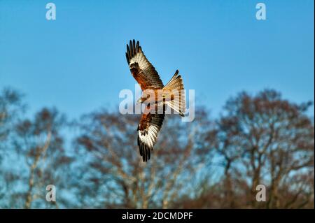 ROTER DRACHEN MILVUS MILVUS FLIEGT ÜBER BÄUME DURCH EINEN SOMMER BLAUER HIMMEL Stockfoto