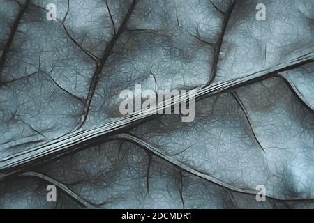 Darstellung des Musters der Lamellenvenen im Makro Stockfoto