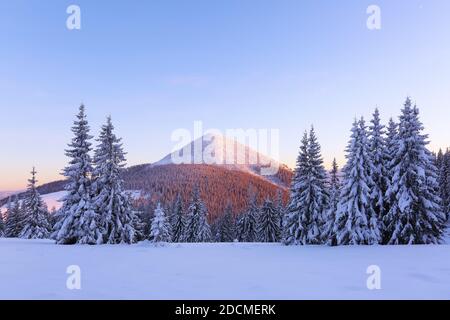 Hohe Berge mit schneeweißen Gipfeln. Winterwald. Ein Panoramablick auf die mit Frostbäumen bedeckten Schneeverwehungen. Hintergrund des Hintergrundbilds. Natürlich Stockfoto