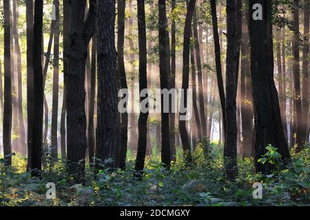Wald mit Baum. Die Sonnenstrahlen leuchten durch den Stamm. Majestätische Frühling Tapete Hintergrund. Stockfoto