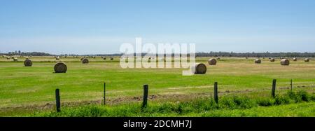 Gerollte Heuballen auf einem geernteten Feld auf einer Farm in Capel Western Australia. Stockfoto