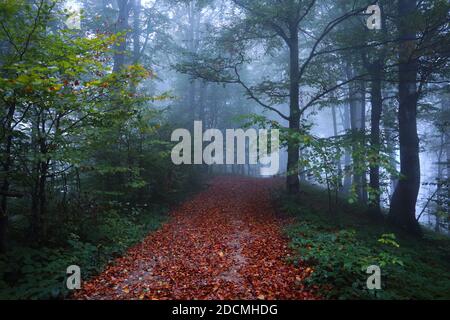 Breite Straße mit gefallenen orangefarbenen Blättern bedeckt, an deren Seiten die Bäume mit noch grünen und bereits gelben Blättern wachsen. Herbstwald in Mystica Stockfoto
