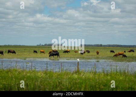 Kühe essen in den argentinischen Pampas im Sommer. Stockfoto