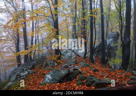 Von der Wiese mit orangen Blättern bedeckt ist schöne alte Stein. Mystischer Nebelwald der Buchen. Herbstlandschaft. Am frühen Morgen Stockfoto