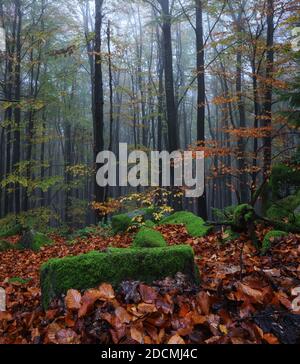 Von der Wiese mit orangen Blättern bedeckt ist schöne alte Stein. Mystischer Nebelwald der Buchen. Herbstlandschaft. Am frühen Morgen Stockfoto