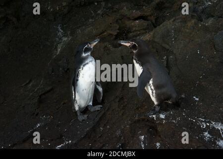 Zwei Galápagos-Pinguine an der Küste der Bucht von Tejo bei Isabela, einer der Galapagos-Inseln. Stockfoto