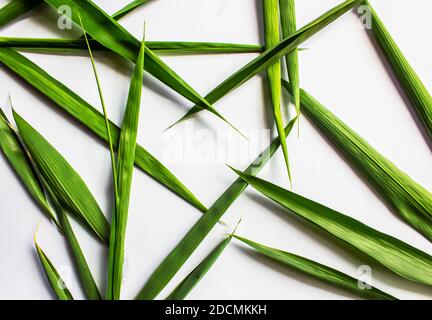 Bambusblätter sind herzförmig auf weißem Hintergrund Stockfoto