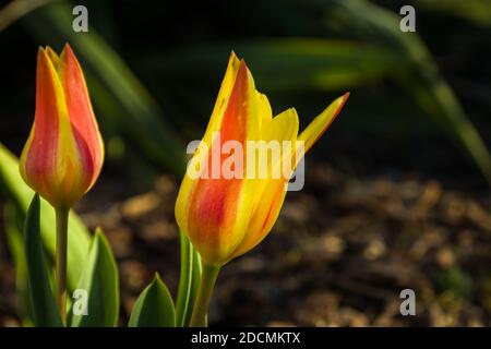 Nahaufnahme von zwei gelb-roten Tulpen, die im Garten wachsen Stockfoto