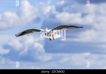 Die Schwarzkopfmöwe (die Schwarzkopfmöwe (Chroicocephalus ridibundus) ist immer noch eine weit verbreitete Vogelart, aber ihre Population ist rückläufig. Stockfoto