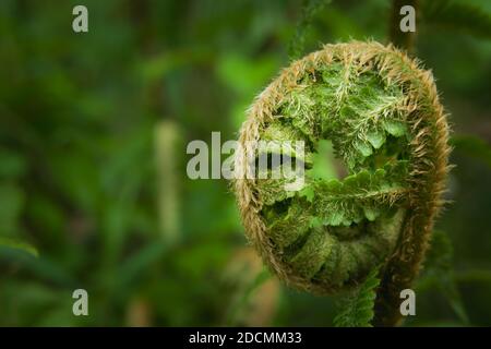 Eine Nahaufnahme eines gewellten Farns im Wald Stockfoto