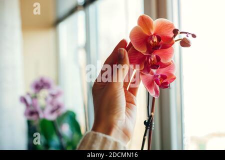 Frau genießt Orchideenblumen auf Fensterbank. Mädchen, die Pflege der Heimpflanzen. Orange rote und rosa asiatische Korallen oder Narnonne blüht Stockfoto