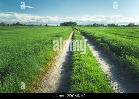 Ländliche Straße in der Mitte eines grünen Feldes Stockfoto