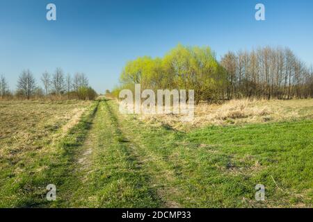 Grasstraße durch Wiesen und Bäume, Blick auf den Frühling Stockfoto