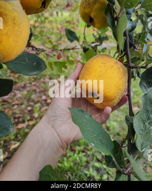 Handpflücken von reifen gelben Quitten Apfel aus Baum in Bio-Garten. Früchte mit natürlichem Flusen. Blätter, Quitte und menschliche Haut mit natürlichen Imperfecti Stockfoto