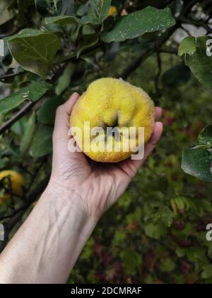 Bauer pflücken reifen gelben Quitten Apfel von Hand aus Baum in Bio-Garten. Früchte mit natürlichem Flusen. Blätter, Quitte und menschliche Haut mit natürlichem Imperf Stockfoto