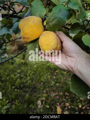 Bauer pflückt den reifen Quitten Apfel aus dem Baum im Bio-Garten. Früchte mit natürlichem Flusen. Blätter, Quitte und menschliche Haut mit natürlichem Imperf Stockfoto