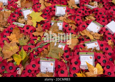 Mohnkränze umgeben von gefallenen Blättern und Erinnerungsnotizen im Cenotaph. London Stockfoto