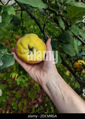 Frau pflücken reifen gelben Quitten Apfel von Hand aus Baum in Bio-Garten. Früchte mit natürlichem Flusen. Blätter, Quitte und menschliche Haut mit natürlichen Imperfe Stockfoto