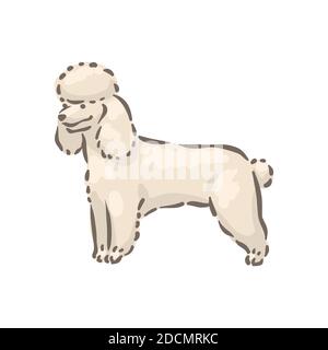 Niedlichen Hund Pudel Rasse Stammbaum Vektor Illustration Stock Vektor
