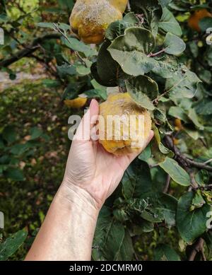 Handlese von reifen gelben Quitten Apfel aus Baum in Bio-Garten. Früchte mit natürlichem Flusen. Blätter, Quitte und menschliche Haut mit natürlichen Imperfe Stockfoto