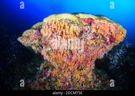 Bunte Weichkorallen und tropische Fische um eine große Korallen-Spitze (Koh Bon, Similan Islands) Stockfoto