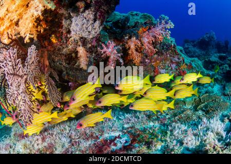 School of Blue Stripe Snapper unter einer Spitze bedeckt Schöne Weichkorallen (Similan Inseln) Stockfoto