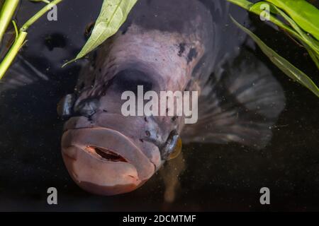 Nahaufnahme Süßwasserfische Osphronemus goramy oder Giant Gourami Fisch im Wasser. Selektiver Fokus, Bewegungsunschärfe. Stockfoto