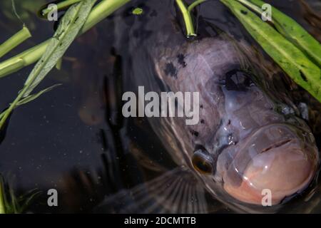 Nahaufnahme Süßwasserfische Osphronemus goramy oder Giant Gourami Fisch im Wasser. Selektiver Fokus, Bewegungsunschärfe. Stockfoto