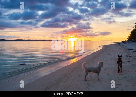 Sonnenuntergang farbenfroher Himmel auf dem Meer, Hunde am tropischen Wüstenstrand, keine Menschen, dramatische Wolken, wegkommen, Indonesien Sumatra Banyak Inseln Stockfoto