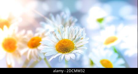 Prächtige Gänseblümchen in Blüte in den Strahlen der gebadet Frühlingssonne auf einem blauen Hintergrund.Grußkarte Stockfoto