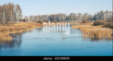 Der erste Frost bedeckt mit einer dünnen Eiskruste ein kleiner Teich, der sich zwischen den Birken schlängelt. Stockfoto