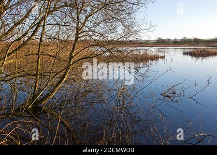 Blick über einen der Seen im Shapwick Heath Nature Reserve in Somerset, an einem ruhigen Winterabend kurz vor Sonnenuntergang. Stockfoto