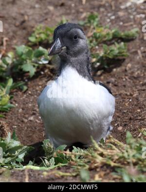 Ein Puffling (junger Puffin) auf Inner Farne, Northumberland Stockfoto