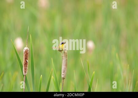 Gelbkehlvogel, der auf einer Rohrkehlpflanze mit einem Insektenprofil-Blick mit Bokeh-Hintergrund thront. Stockfoto