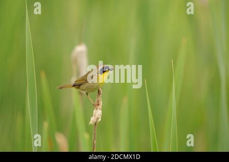 Yellow Throat Warbler close-up Profil Ansicht auf einem Rohrschwanz mit einem Insekt in seinem Schnabel mit verschwommenem Hintergrund in seiner Umgebung und Lebensraum thront. Stockfoto