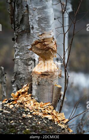 Biber Schnitt Birke Stock Foto. Biberzähne Flecken. Biber Aktivität Stock Foto. Baum vom Biber gefällt. Birke wird von Bibern zerschnitten. Bild. Stockfoto