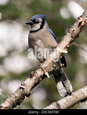 Blue Jay auf einem Birkenzweig mit einem verschwommenen Hintergrund in der Waldumgebung und Lebensraum thront. Stockfoto