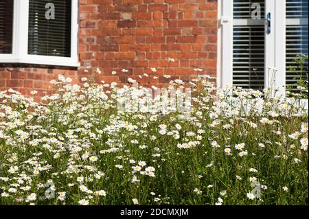 Wildblumenwiese von meist Oxeye Daisies, Leucanthemum vulgare, vor einem roten Backsteinhaus, England, UK Stockfoto