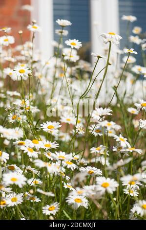 Wildblumenwiese von meist Oxeye Daisies, Leucanthemum vulgare, vor einem roten Backsteinhaus, England, UK Stockfoto