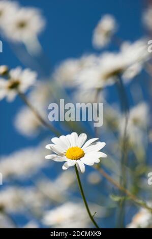 Gänseblümchen, Leucanthemum vulgare, blühend Stockfoto