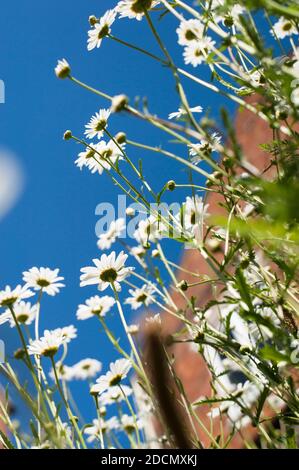 Wildblumenwiese von meist Oxeye Daisies, Leucanthemum vulgare, vor einem roten Backsteinhaus, England, UK Stockfoto