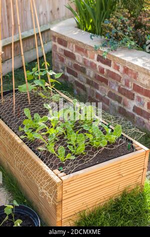 Junger Salat, Lactuca sativa ‘Little Gem’plants, der in einem Hochbeet neben den Läuferbohnen Phaseolus coccineus wächst Stockfoto