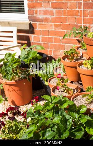 Junge zonale Pelargonium-Pflanzen in Terracott-Pflanzentöpfen auf einem Schauständer, neben Erdbeerpflanzen, die in Töpfen wachsen Stockfoto