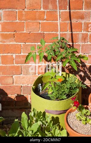 Tomatenpflanze, Solanum lycopersicum 'Moneymaker', wächst in einem Filzpflanzentopf mit französischen Ringelblumen als Begleitsorten Stockfoto